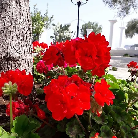 Costa Viola Couette-café