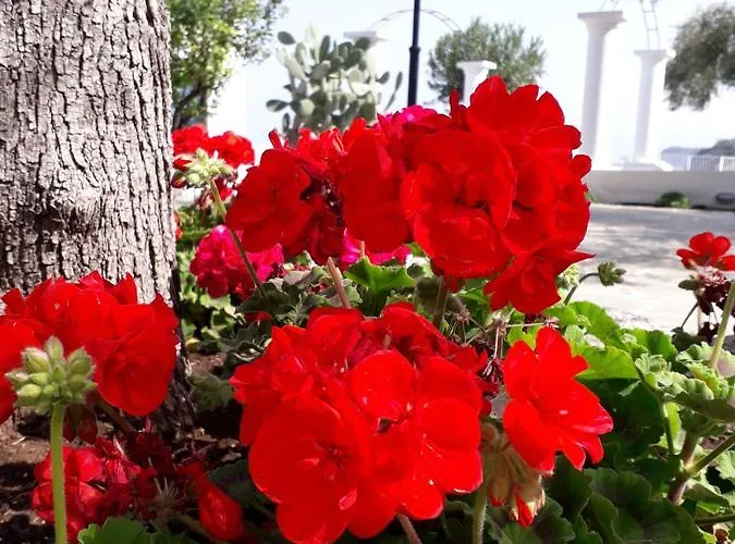 Costa Viola Bed and breakfast